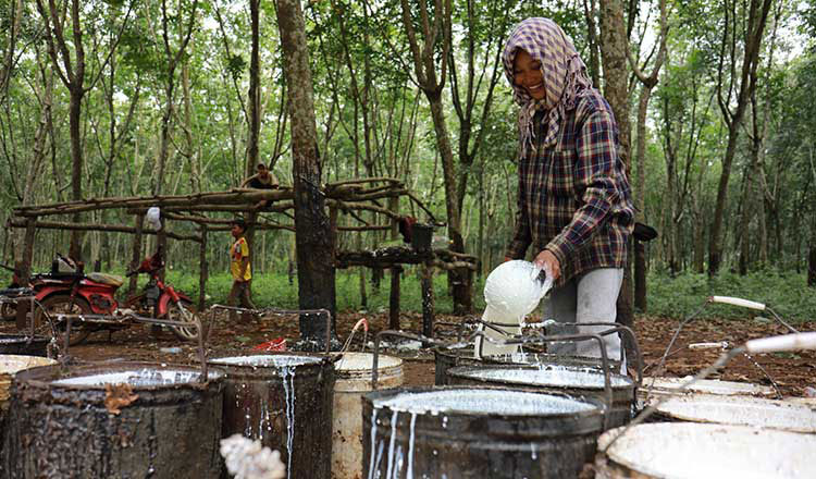 Rubber processing factory set for official opening in T Khmum